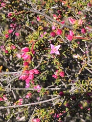 Boronia inornata