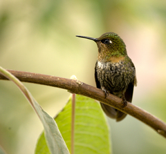 Orange-Throated Sunangel photo 2