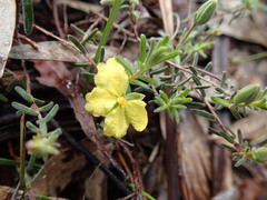 Hibbertia australis