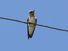 Southern Rough-Winged Swallow photo 4