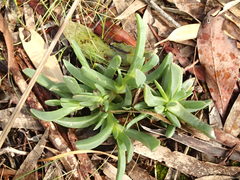 Carpobrotus modestus