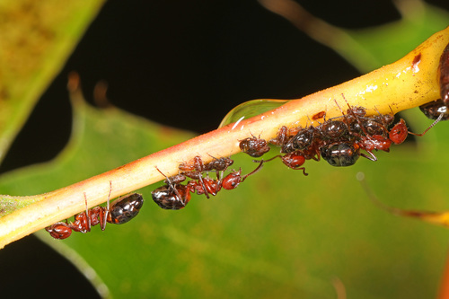 Mary's Odorous Ant photo 4