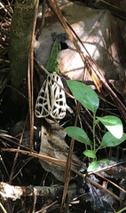 Apantesis parthenice