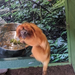 Leontopithecus rosalia