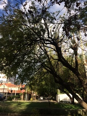 Jacaranda mimosifolia
