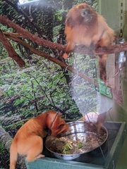 Leontopithecus rosalia