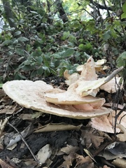Laetiporus gilbertsonii