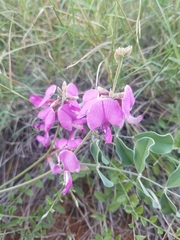 Tephrosia lindheimeri