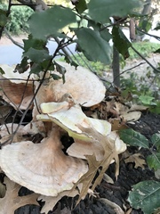 Laetiporus gilbertsonii