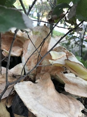 Laetiporus gilbertsonii