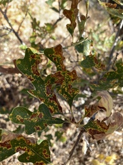 Apiognomonia errabunda
