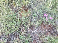 Tephrosia lindheimeri