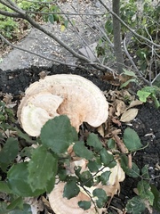 Laetiporus gilbertsonii