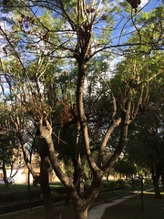 Jacaranda mimosifolia