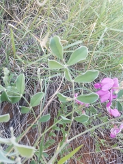 Tephrosia lindheimeri