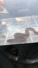 Coniophanes schmidti