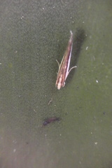 Erechthias chionodira