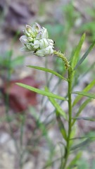 Polygala curtissii
