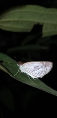 Vettius artona