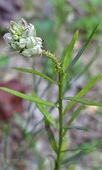 Polygala curtissii