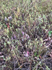 Chloropyron maritimum