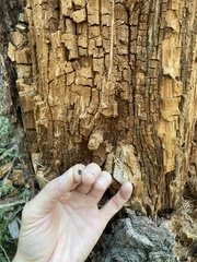 Dendroctonus pseudotsugae