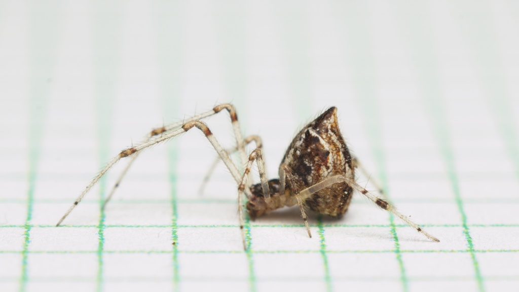 Cryptachaea meraukensis