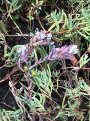 Chloropyron maritimum