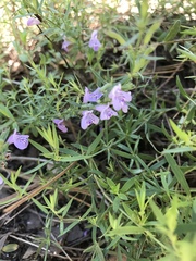 Hedeoma hyssopifolia
