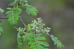 Sorbus decora