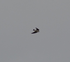 Tachycineta bicolor