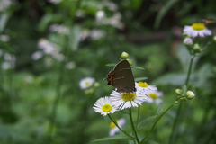 Satyrium w-album