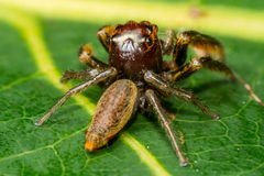 Artabrus aurantipilosus