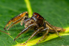 Artabrus aurantipilosus