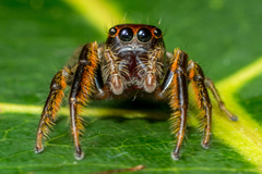 Artabrus aurantipilosus