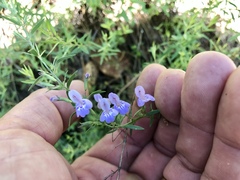 Hedeoma hyssopifolia