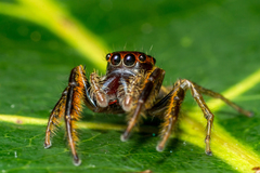 Artabrus aurantipilosus