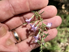 Hedeoma hyssopifolia