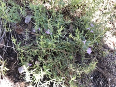 Hedeoma hyssopifolia