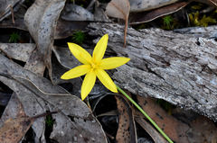 Pauridia vaginata