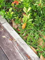 Junonia almana javana