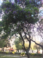 Jacaranda mimosifolia