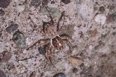 Menemerus semilimbatus