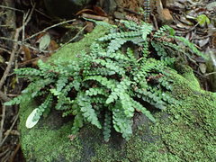 Blechnum blechnoides