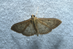 Patania silicalis