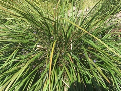 Dianella brevicaulis
