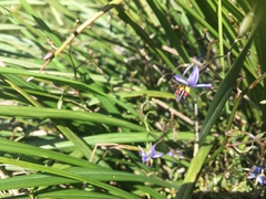Dianella brevicaulis