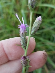 Liatris bracteata