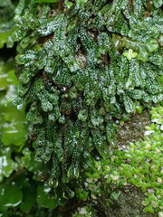 Marchantia macropora