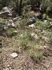 Cyperus fendlerianus